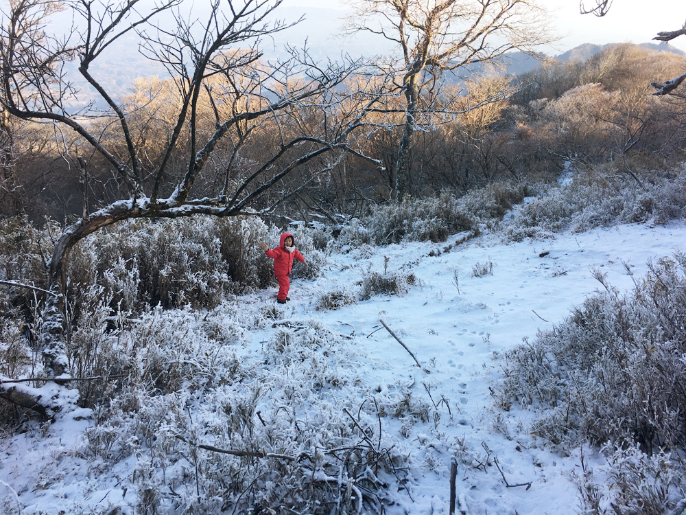登山道の雪の上に鹿の足跡